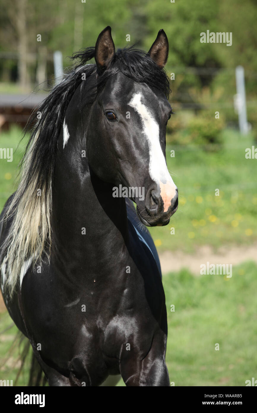 Amazing Paint horse stallion avec crinière longue exécution Banque D'Images