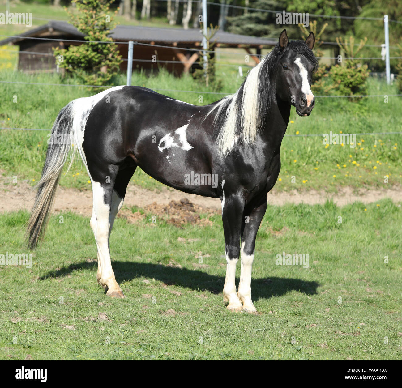 Amazing Paint horse stallion à directement à vous Banque D'Images