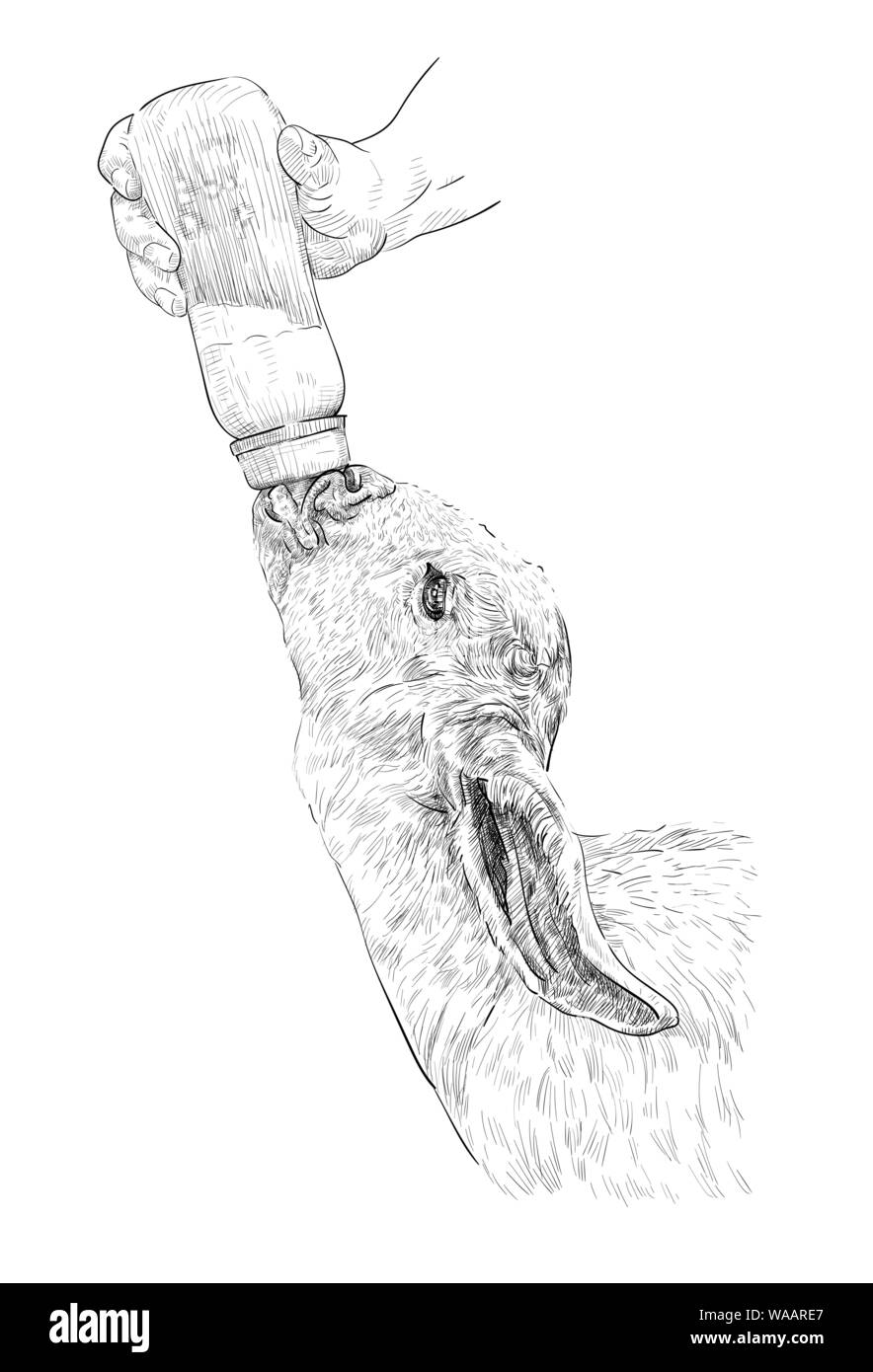 Dessin En Noir Et Blanc De La Main De Nourrir Bebe Avec Du Lait De Chevre A Partir De La Bouteille Sur Fond Blanc Vector Illustration Image Vectorielle Stock Alamy