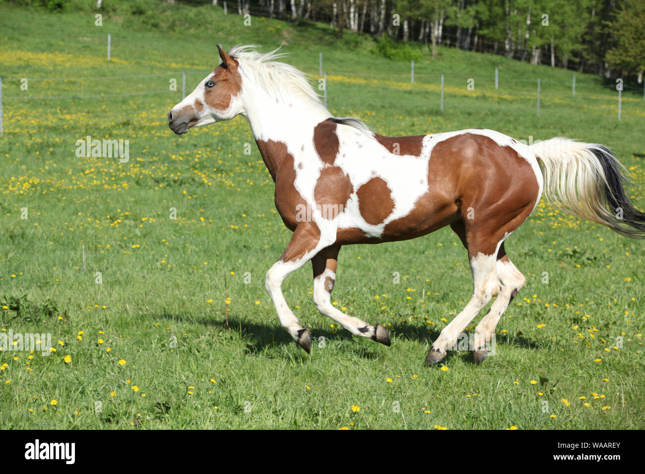 Superbe Paint horse mare tournant sur des ressorts des pâturages Banque D'Images