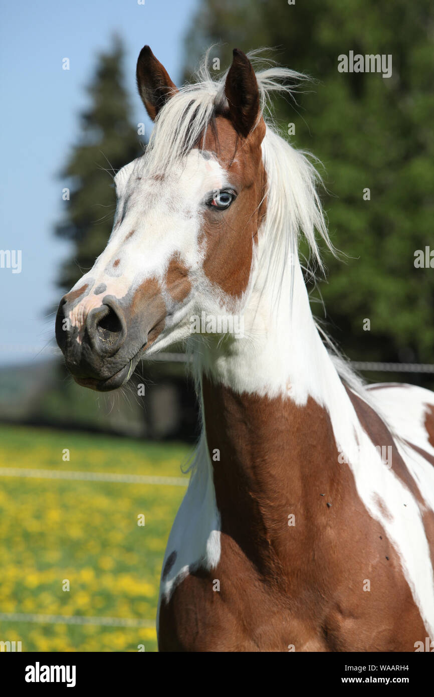 Portrait de paint horse mare en pâturage de printemps Banque D'Images