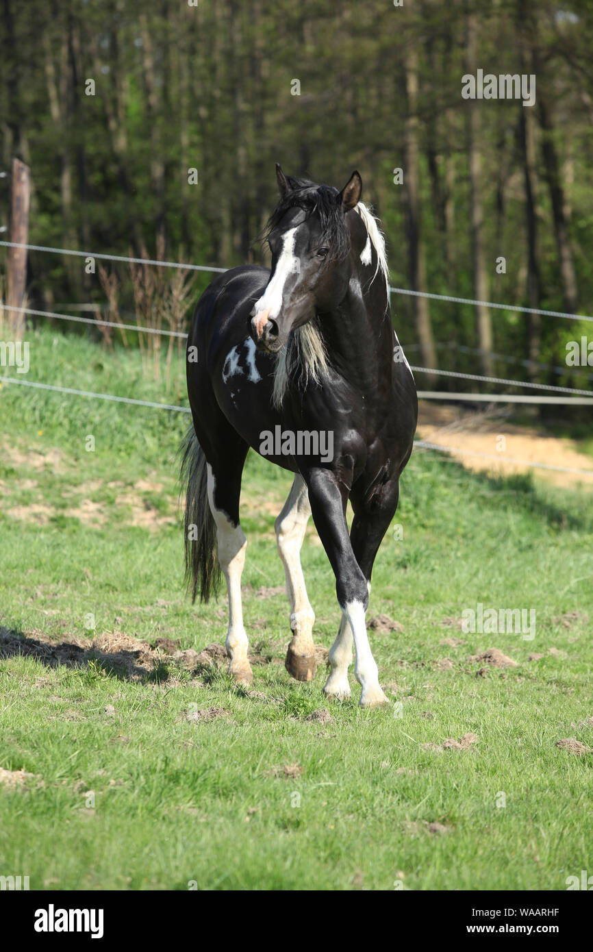 Amazing Paint horse stallion avec crinière longue exécution Banque D'Images