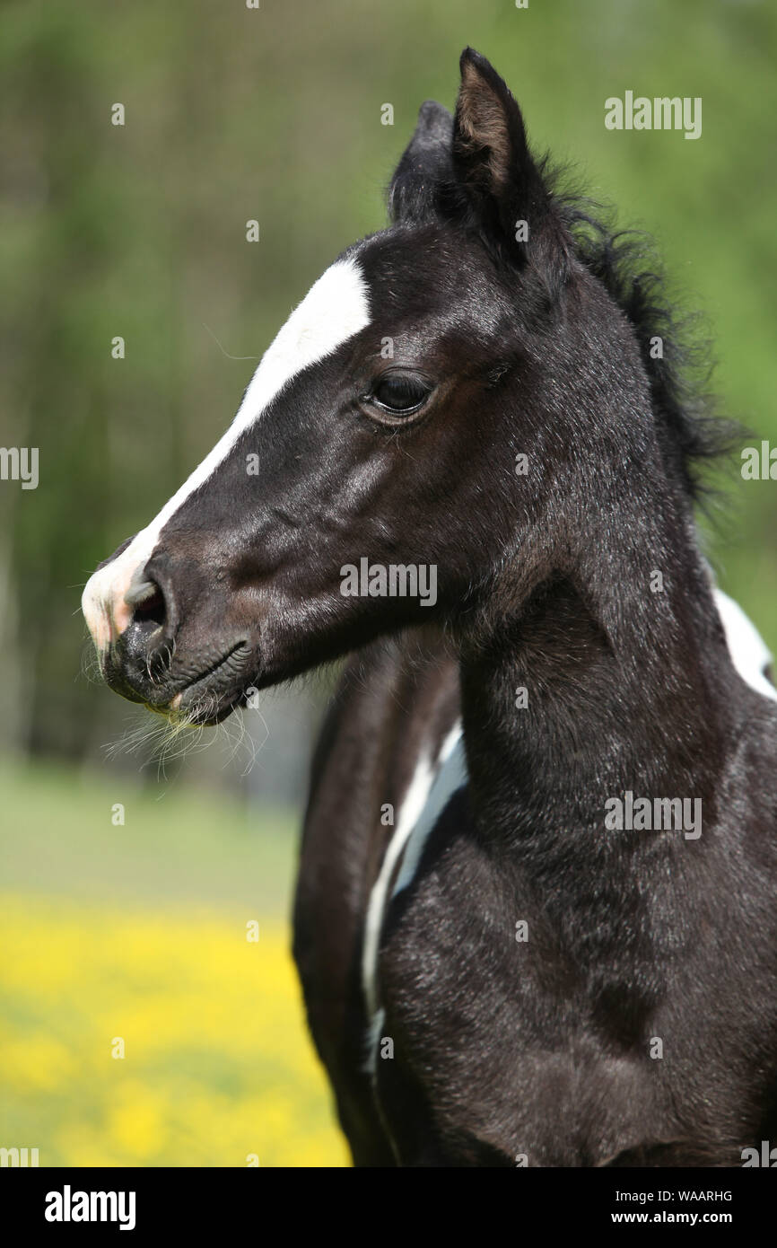 Portrait de peinture incroyable pouliche cheval au printemps Banque D'Images