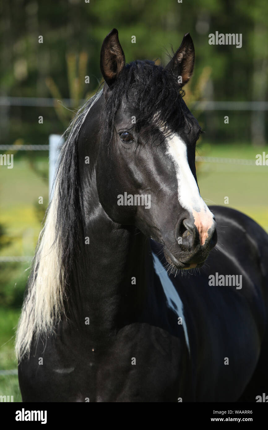 Amazing Paint horse stallion à directement à vous Banque D'Images