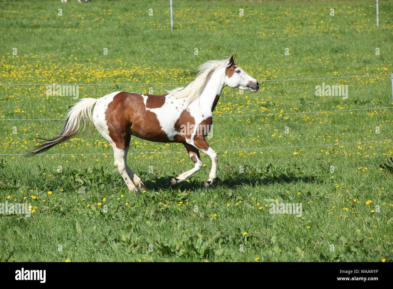 Superbe Paint horse mare tournant sur des ressorts des pâturages Banque D'Images