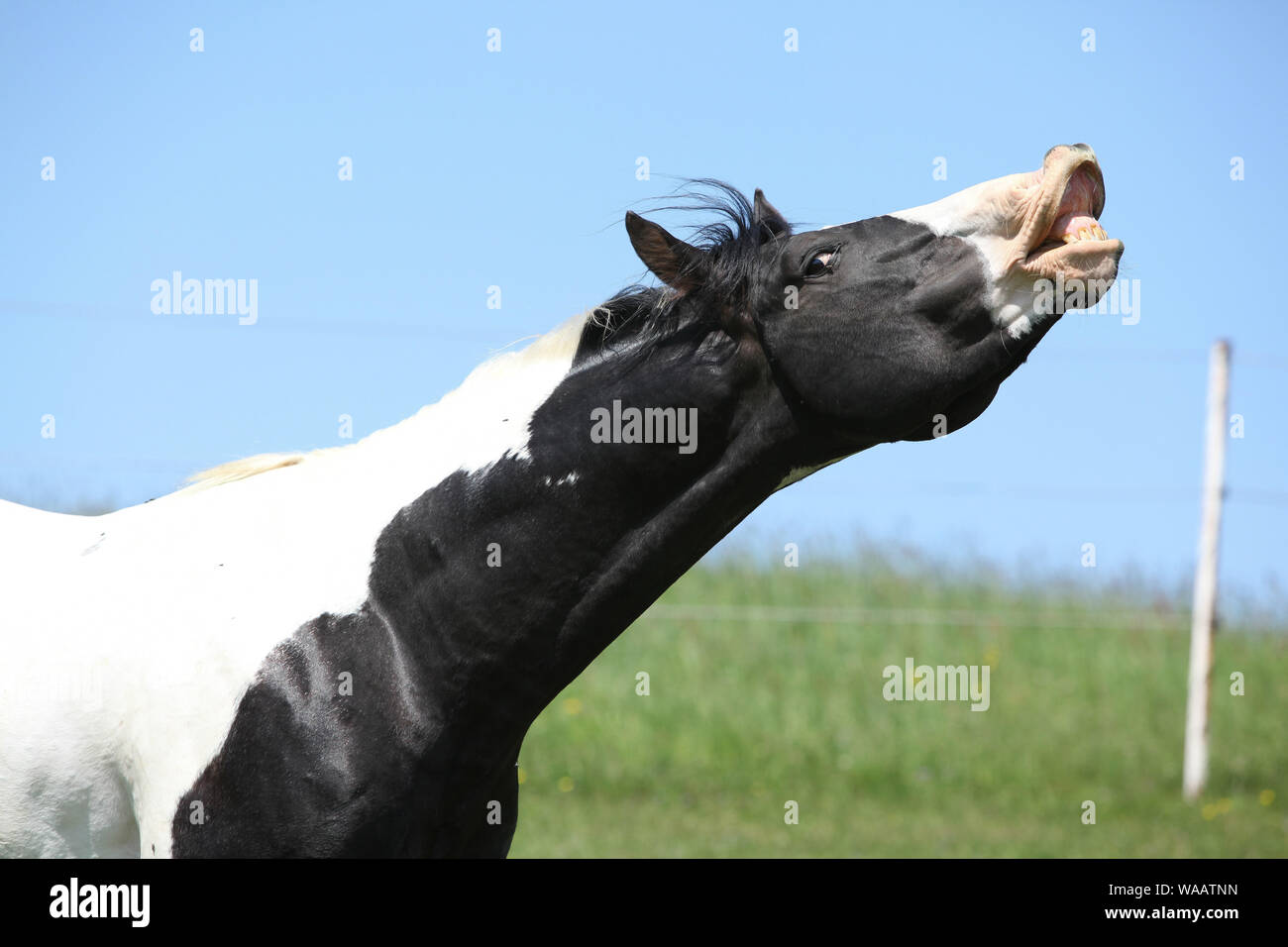 Amazing Paint horse stallion montrant ses dents Banque D'Images