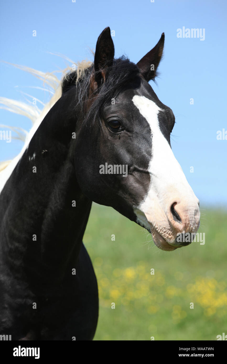 Amazing Paint horse stallion vous regarde Banque D'Images