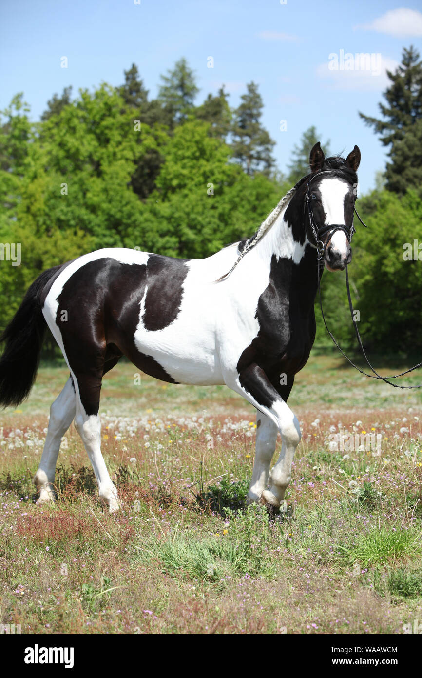 Superbe Paint horse s'exécutant sur le pâturage de printemps fleuri Banque D'Images