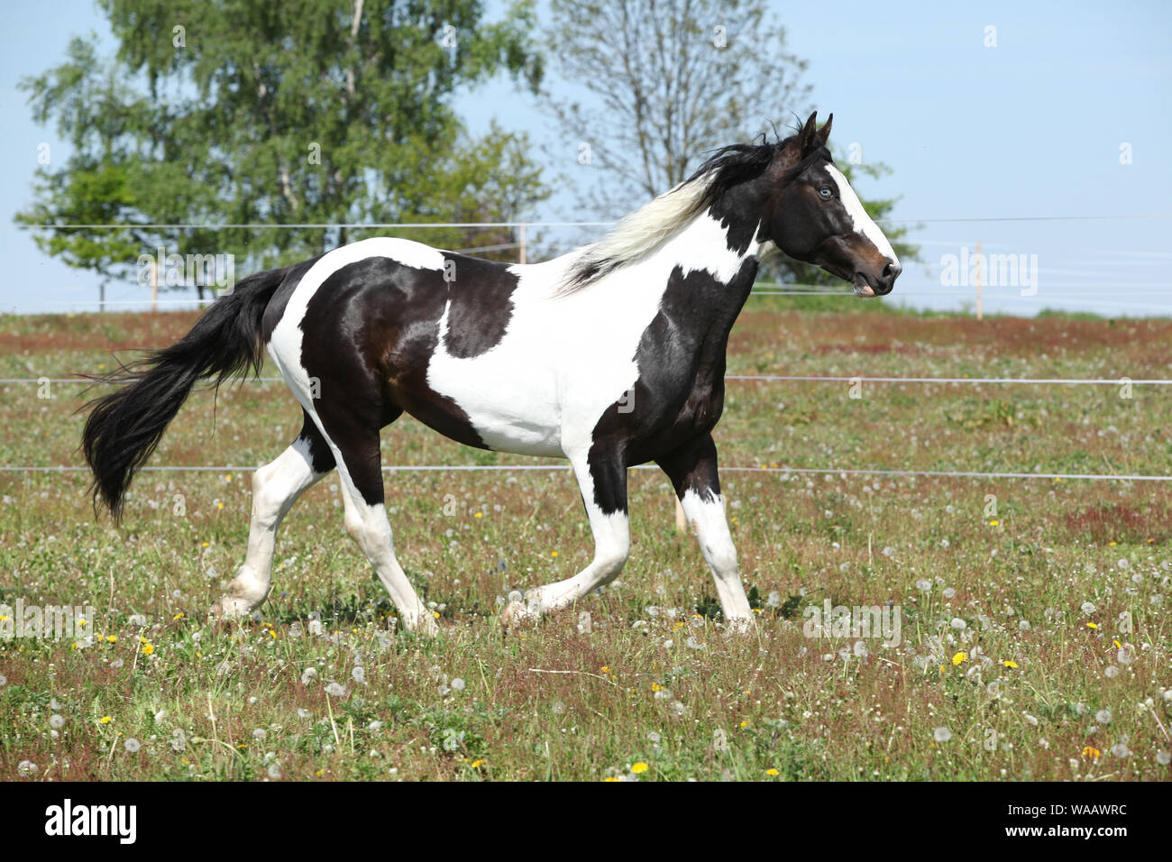 Superbe Paint horse s'exécutant sur le pâturage de printemps fleuri Banque D'Images
