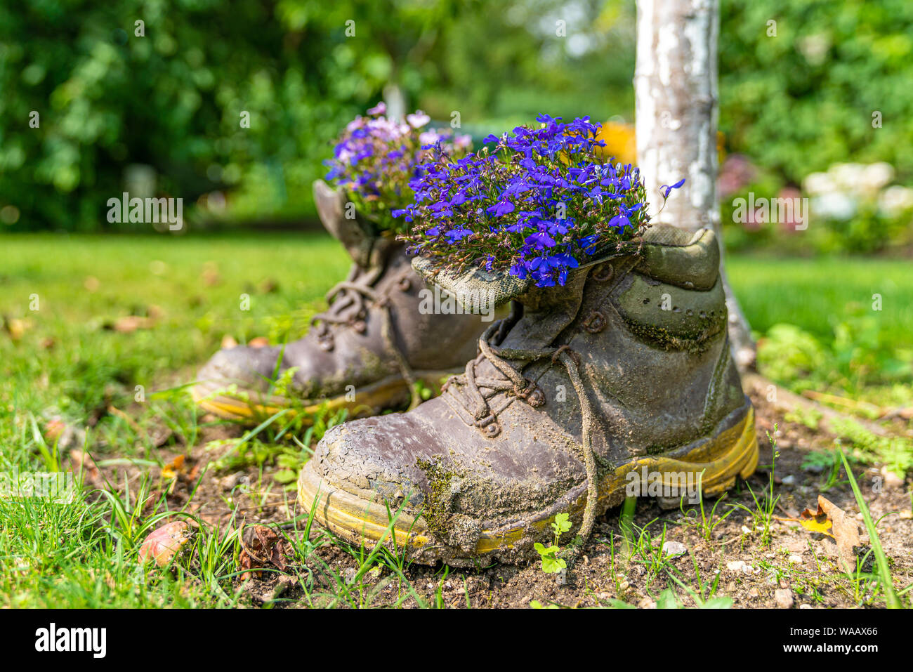 Une paire de vieilles chaussures avec des plantes comme décoration dans un jardin Banque D'Images