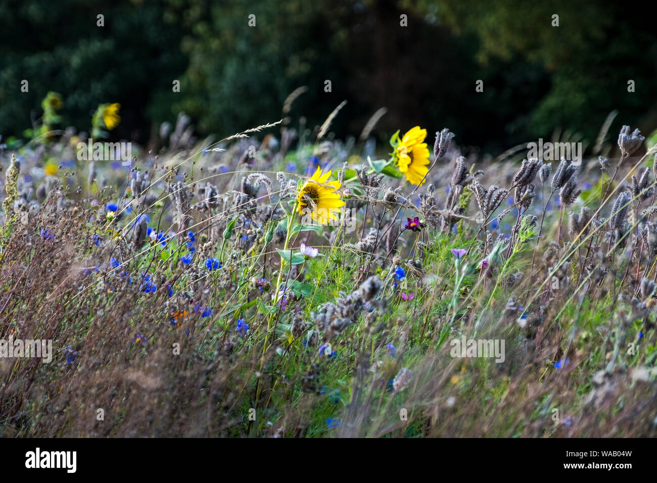 Fleurs sauvages balancent dans la brise dans un pré sur une journée d'été Banque D'Images
