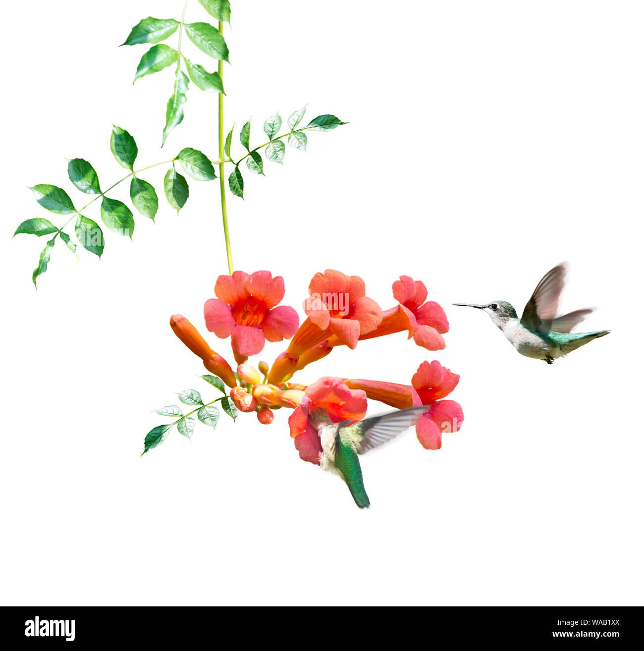 Les colibris à gorge rubis se nourrissent de nectar de vigne d'une trompette sur fond blanc Banque D'Images