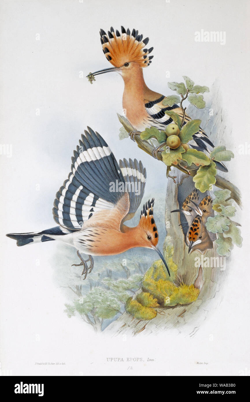 Oiseau huppe, lithographie de 'une monographie de la famille des Trochilidae, ou Humming-Birds" que publié dans le 19ème siècle. Sketch par John Gould Banque D'Images