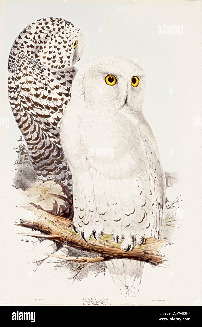 Harfang des neiges, à la main, de lithographie "Les oiseaux de l'Europe" que publié dans le 19e siècle. Sketch par John Gould Banque D'Images
