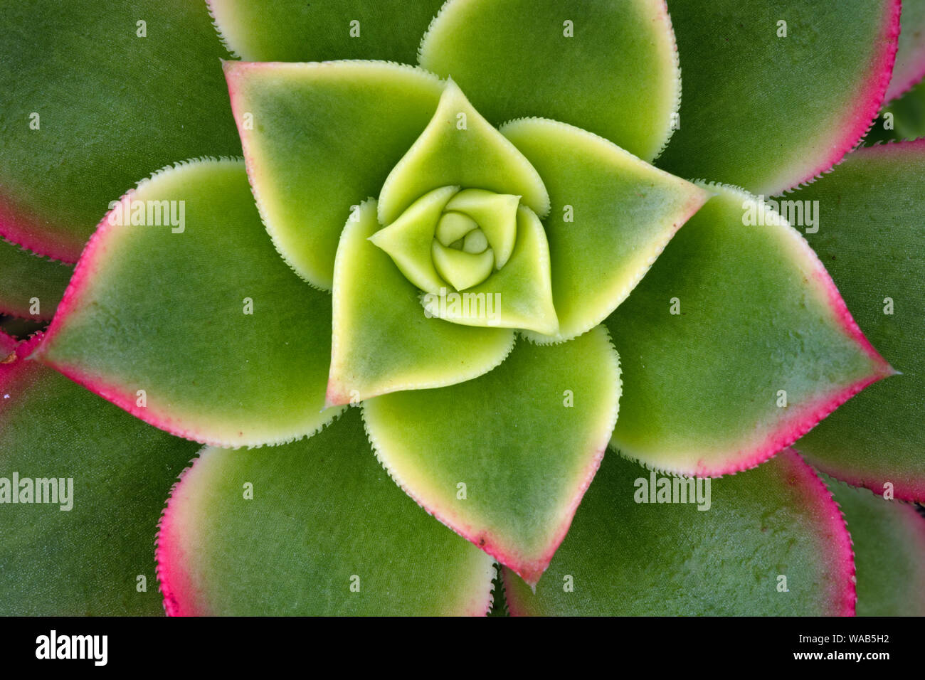 Plante succulente, Ecosse Banque D'Images