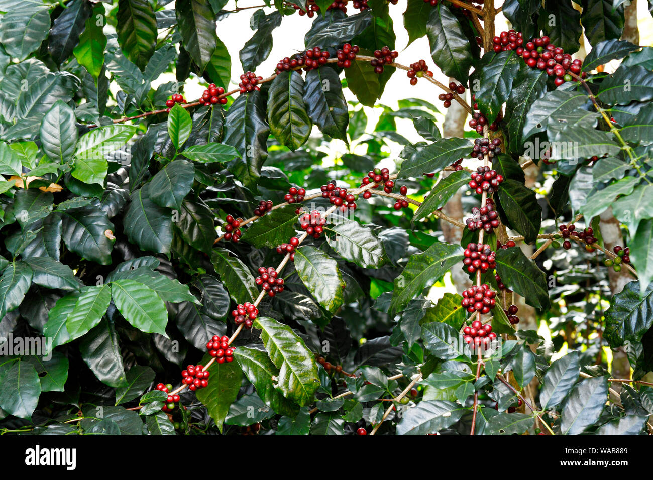 Caféier (Coffea arabica) avec de petits fruits Banque D'Images