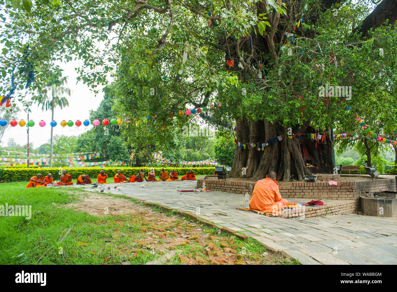 Moines sous l'arbre de Bodhi à proximité de Mayadevi, Temple Lumbini Népal. Le lieu de naissance du Bouddha Gautam. Banque D'Images
