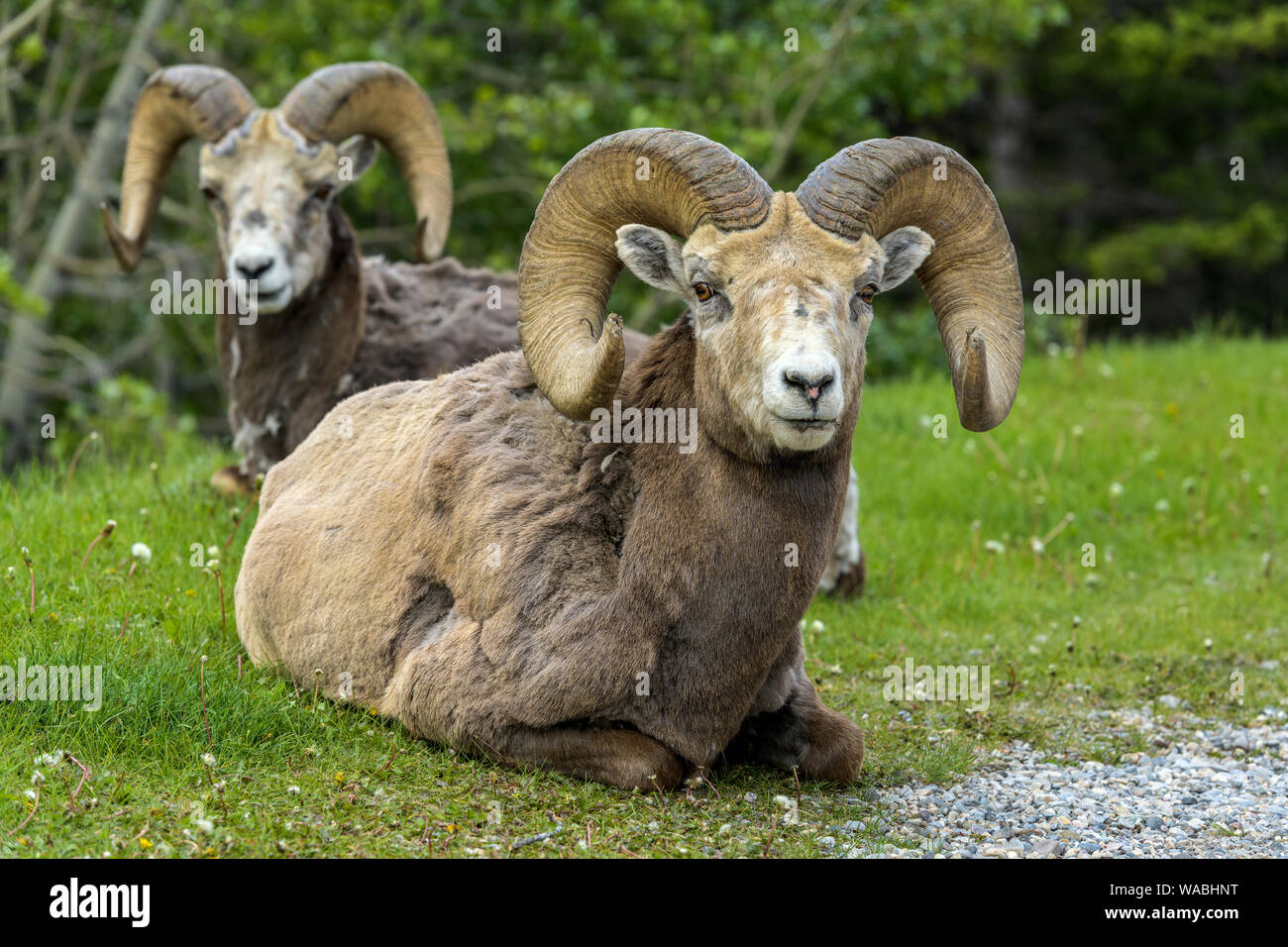 - Le mouflon le mouflon deux béliers reposant sur un pré vert à bord d'une forêt de montagne près de deux Jack Lake, Banff National Park, Alberta, Canada. Banque D'Images - Le mouflon le mouflon deux béliers reposant sur un pré vert à bord d'une forêt de montagne près de deux Jack Lake, Banff National Park, Alberta, Canada. Banque D'Images