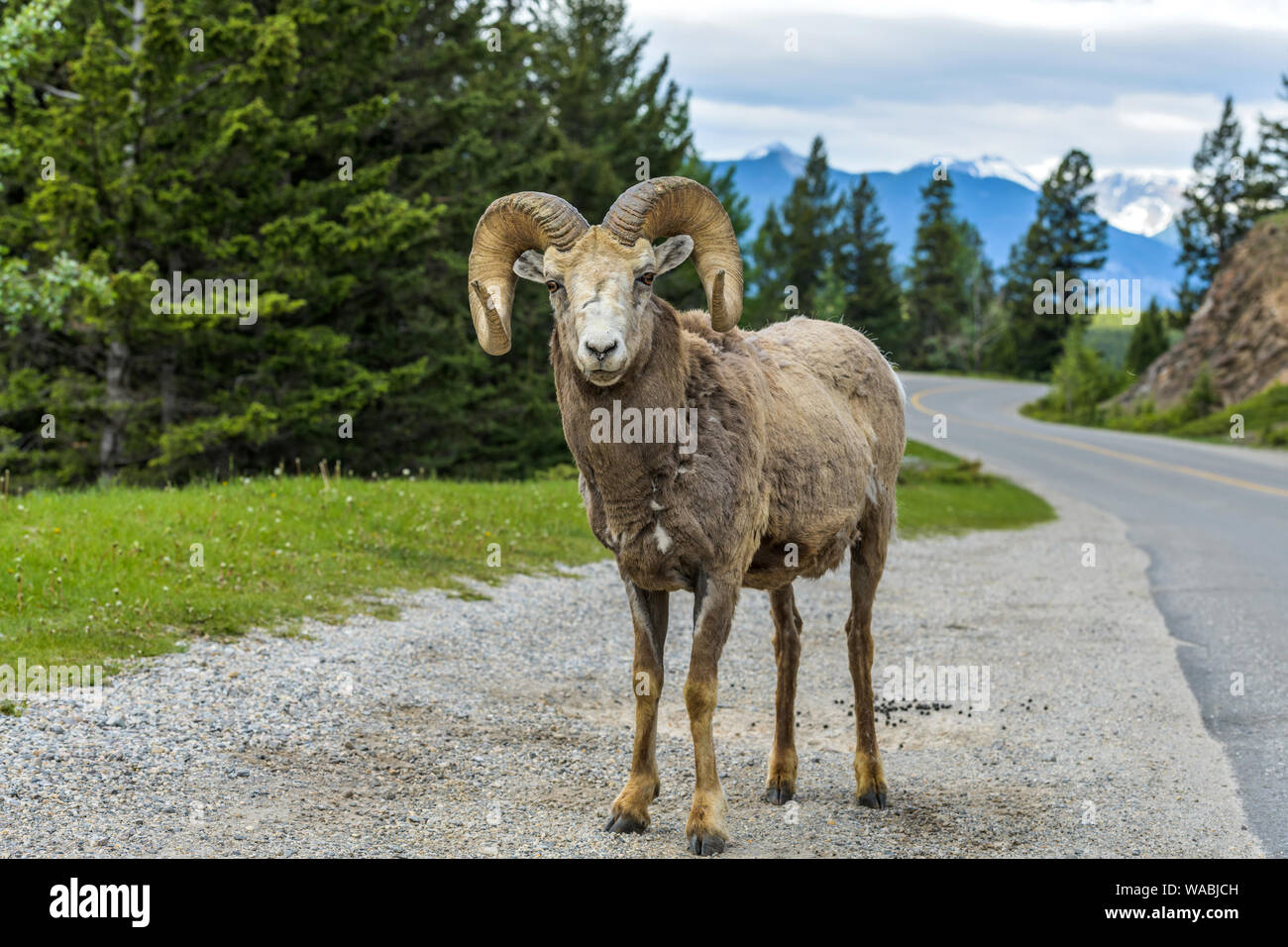 - Mouflon d'un mouflon ram debout à côté du lac Minnewanka Scenic Drive, Banff National Park, Alberta, Canada. Banque D'Images - Mouflon d'un mouflon ram debout à côté du lac Minnewanka Scenic Drive, Banff National Park, Alberta, Canada. Banque D'Images