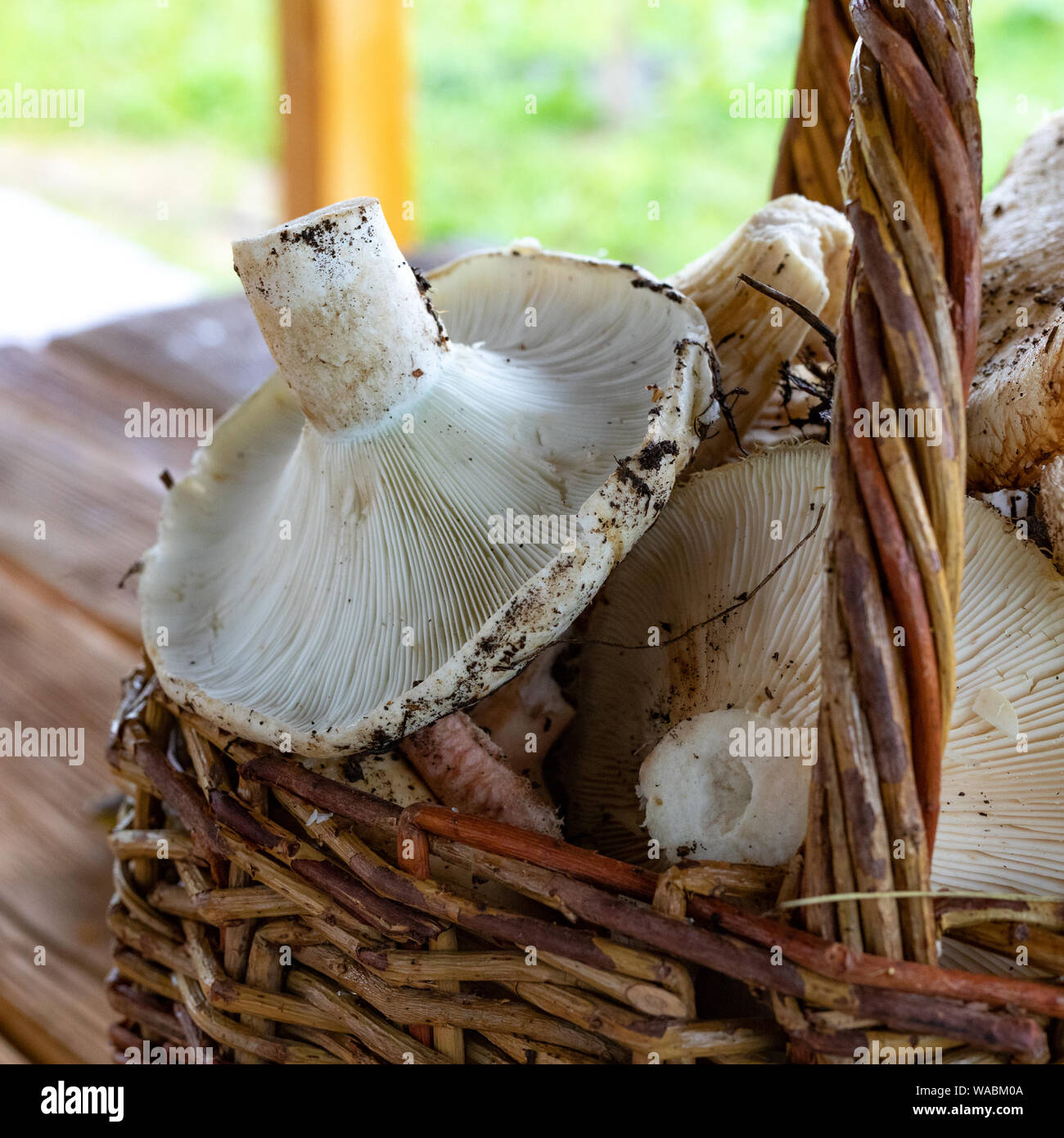 Les champignons du lait dans un panier de près, recueillies panier plein de champignons dans la forêt. Close-up Banque D'Images