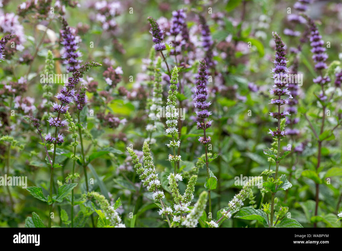 Fleurs de menthe dans le jardin fleurs mauves et blancs de différentes  sortes de menthe Photo Stock - Alamy