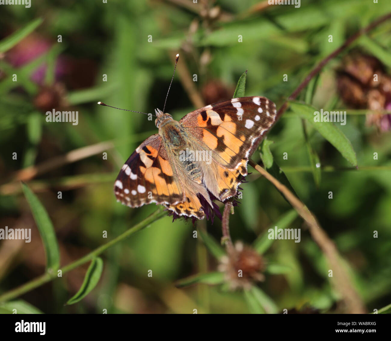 Papillon belle dame assise sur une tige de la plante (Vanessa cardui) Banque D'Images