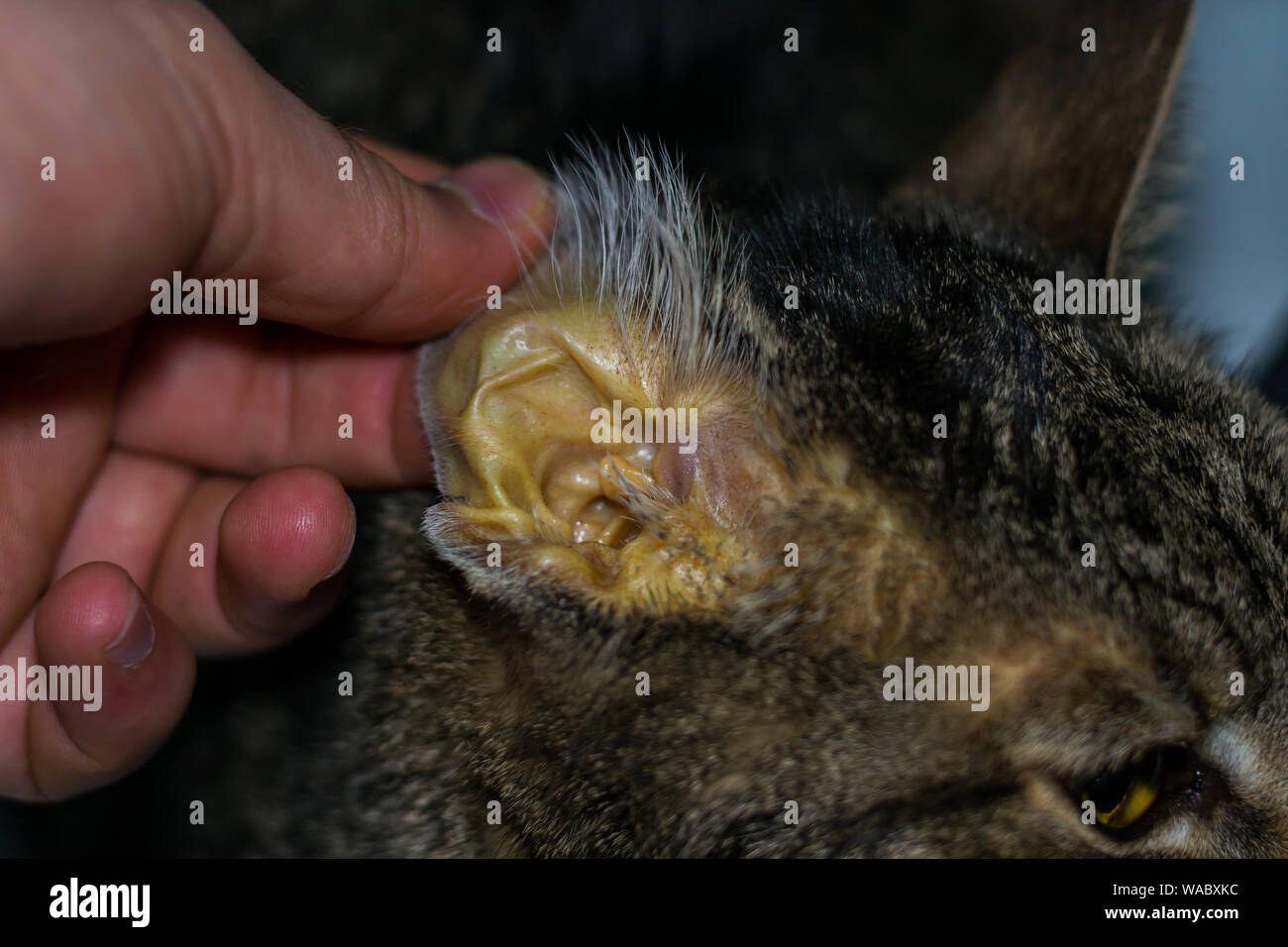 Chat Adulte Avec Faiure De Foie La Jaunisse Et La Deshydratation De La Peau Photo Stock Alamy