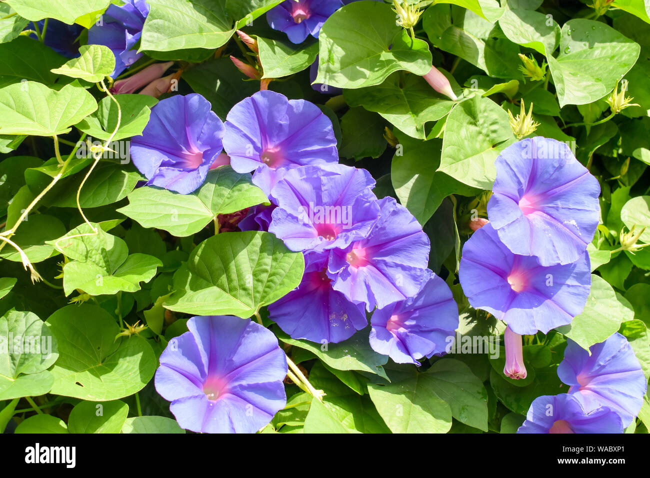 Violet Rose (Ipomoea purpurea) fleur gloire du matin. Banque D'Images