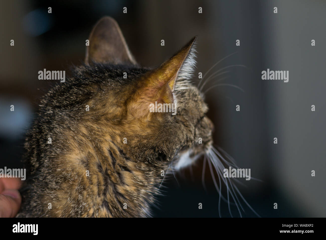 Chat Adulte Avec Faiure De Foie La Jaunisse Et La Deshydratation De La Peau Photo Stock Alamy