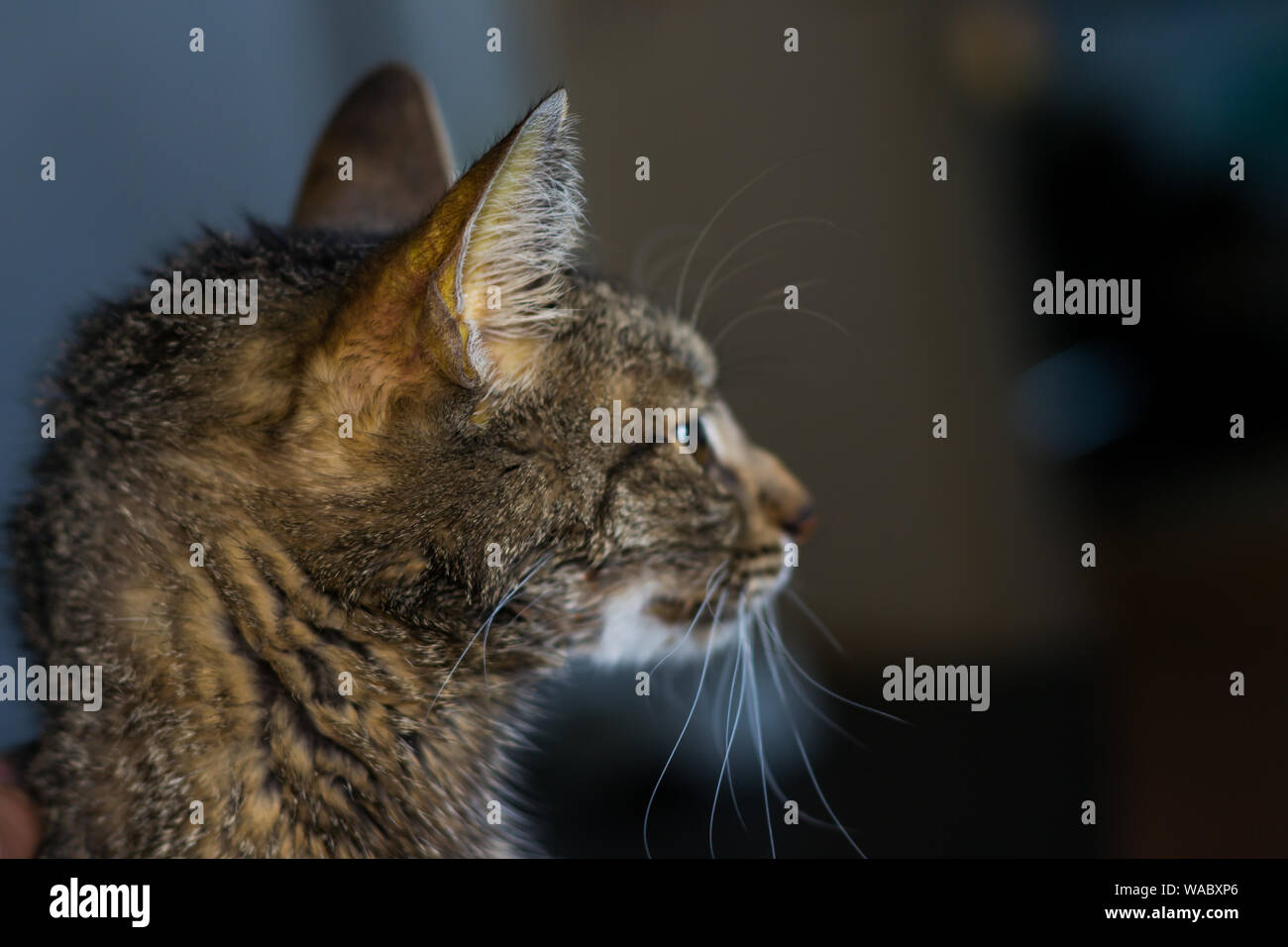 Chat Adulte Avec Faiure De Foie La Jaunisse Et La Deshydratation De La Peau Photo Stock Alamy