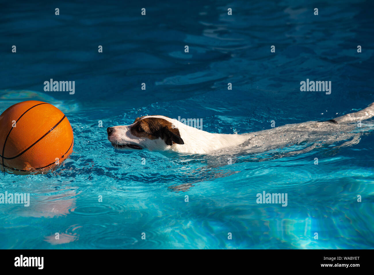 Chien nager vers le basket-ball flottant dans l'eau bleue Banque D'Images