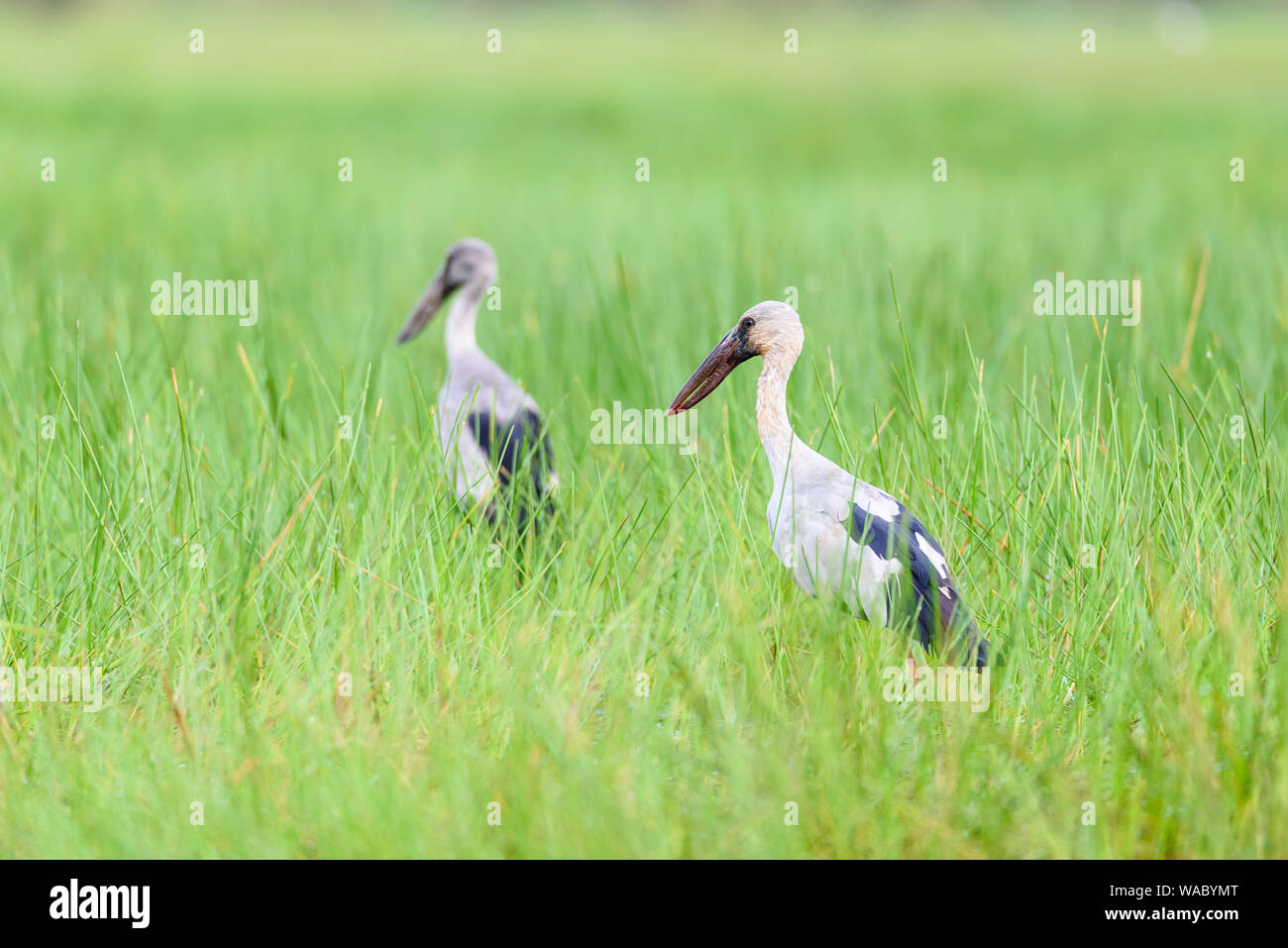 Asian Openbill Anastomus ou oscitante, deux oiseaux qui sont en paire ses plumes sont blanches et noires de fourrage marche dans le pré en Thaïlande Banque D'Images