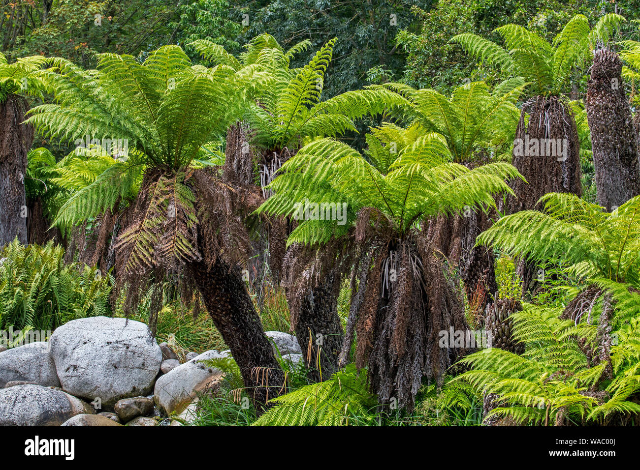 Les fougères arborescentes (Dicksonia fougères homme / antarctique) evergreen tree fern originaire de l'Est de l'Australie Banque D'Images