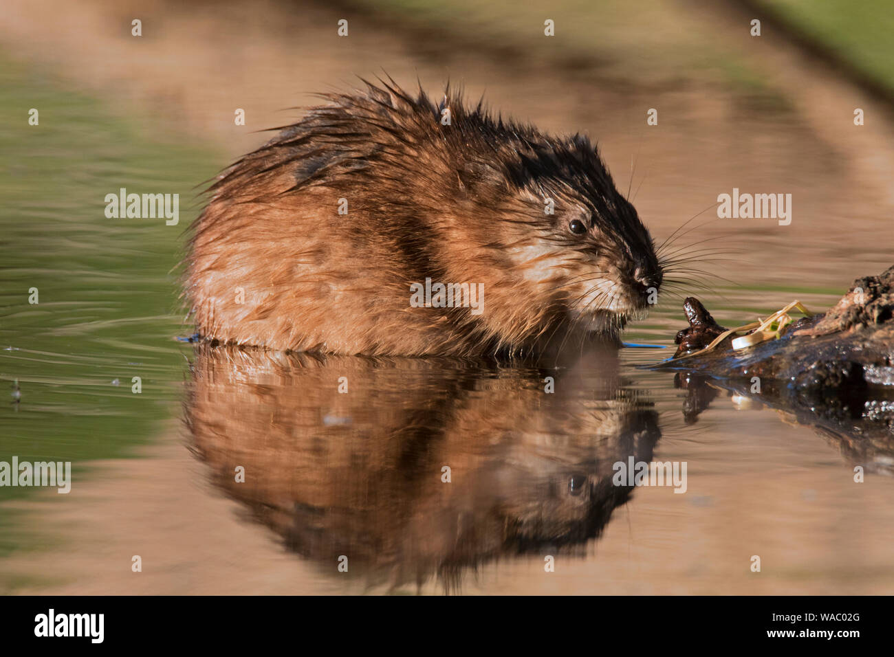 Le rat musqué (Ondatra zibethicus) se nourrissent dans les eaux peu profondes des zones humides, l'originaire d'Amérique du Nord et une espèce introduite en Europe Banque D'Images