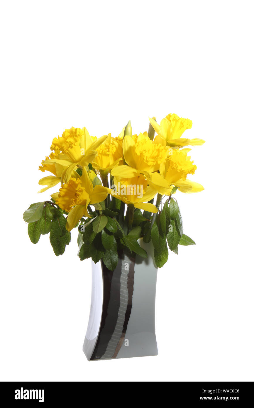 Un bouquet de JONQUILLE Narcissus (ouvert) fleurs dans un vase de designer  moderne Photo Stock - Alamy