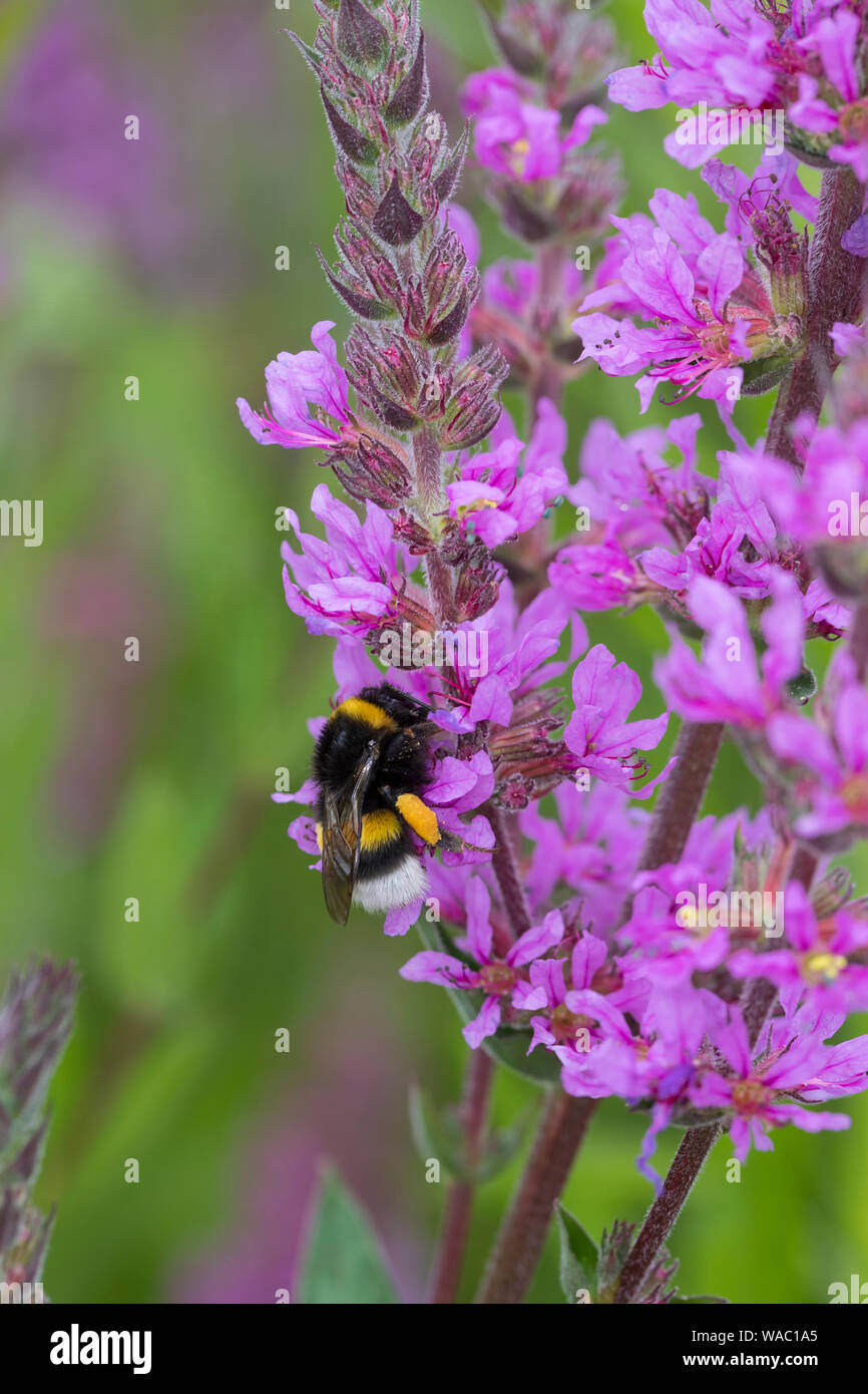 Erdhummel, Blütenbesuch Pollenhöschen une Blutweiderich, mit, Bombus spec., Bombus, Bombus terrestris-aggr., Bombus terrestris s. lat., bourdon Banque D'Images