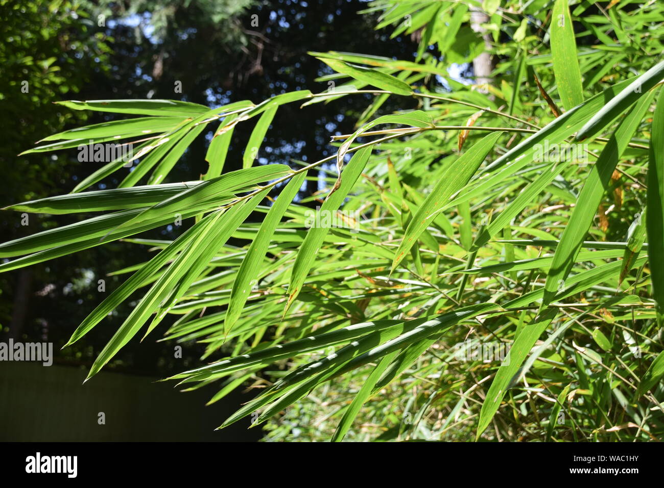 Feuilles de bambou Banque de photographies et d’images à haute