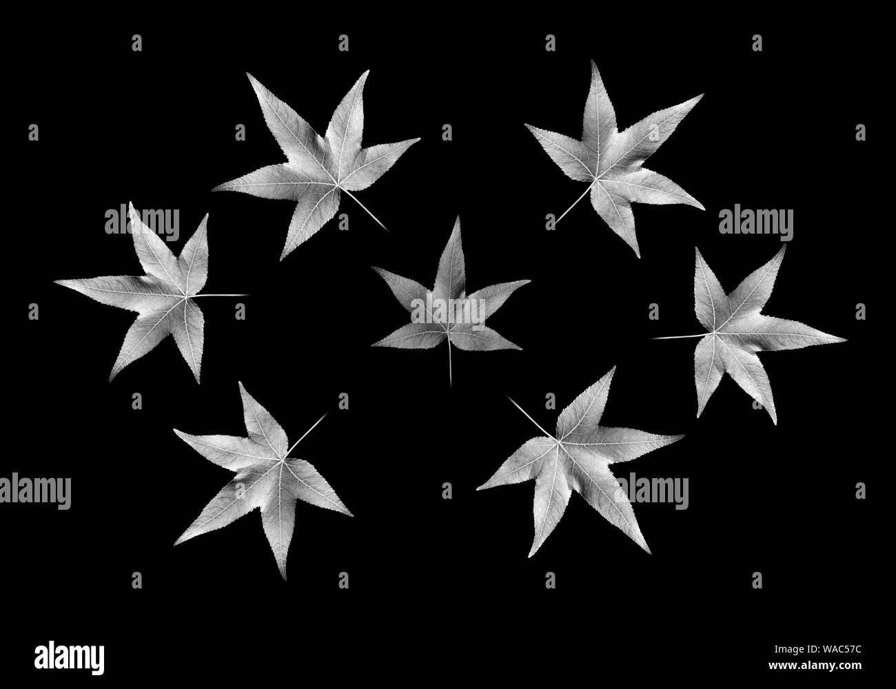 Motif de feuilles d'érable sur fond noir. La photographie noir et blanc Banque D'Images