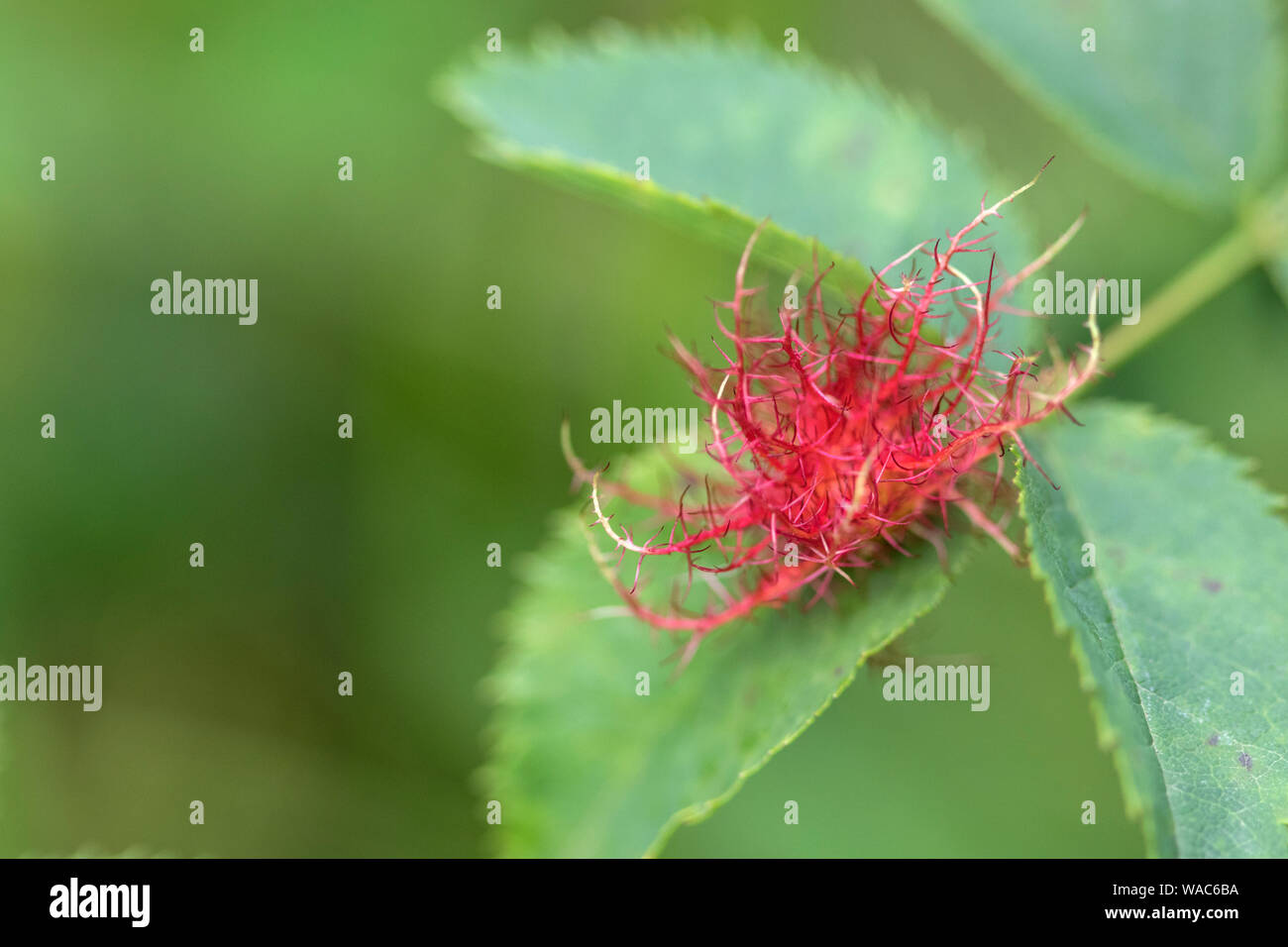 Robin's Pincushion "iplolepis rosae' sur une rose sauvage, England, UK Banque D'Images