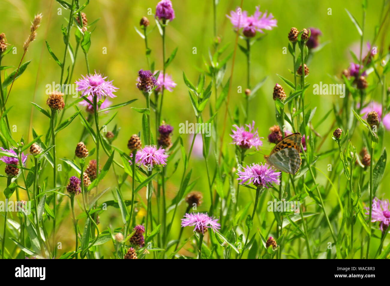 Knaphed noir (Centaurea nigra) sur le terrain Banque D'Images