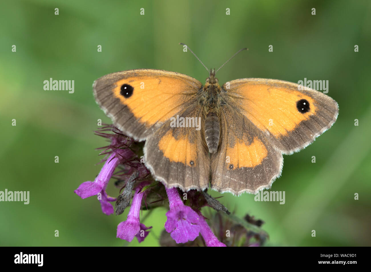 'Pyronia tithonus Gatekeeper' aussi connu sous la couverture marron, England, UK Banque D'Images