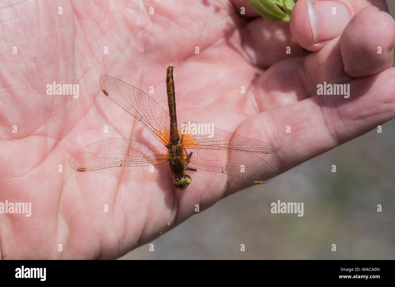 Libellule à ailes jaunes (Sympetrum flaveolum) Banque D'Images