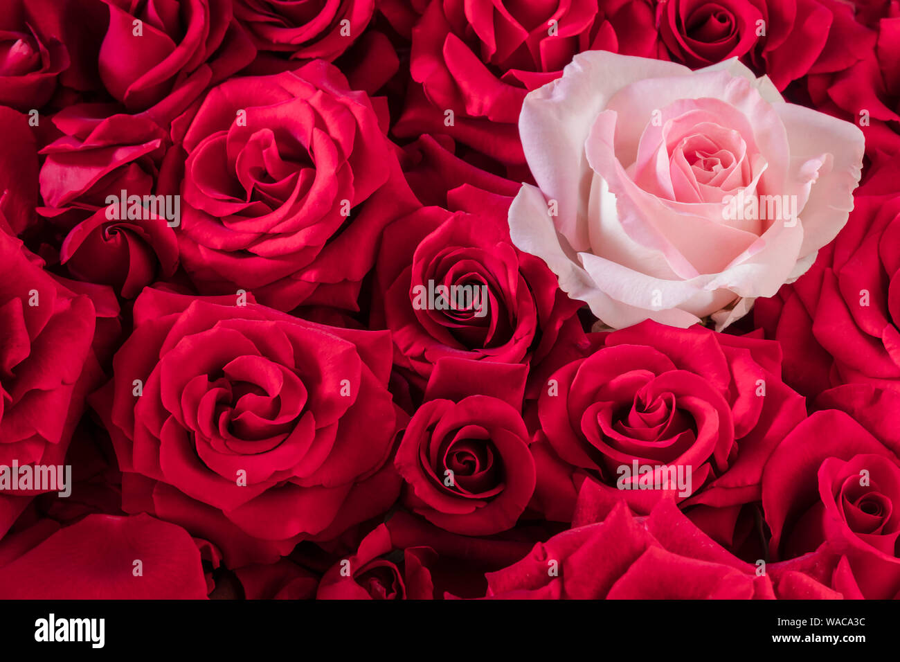 Une rose rose doux dans un gros bouquet de roses rouge vif Photo Stock -  Alamy