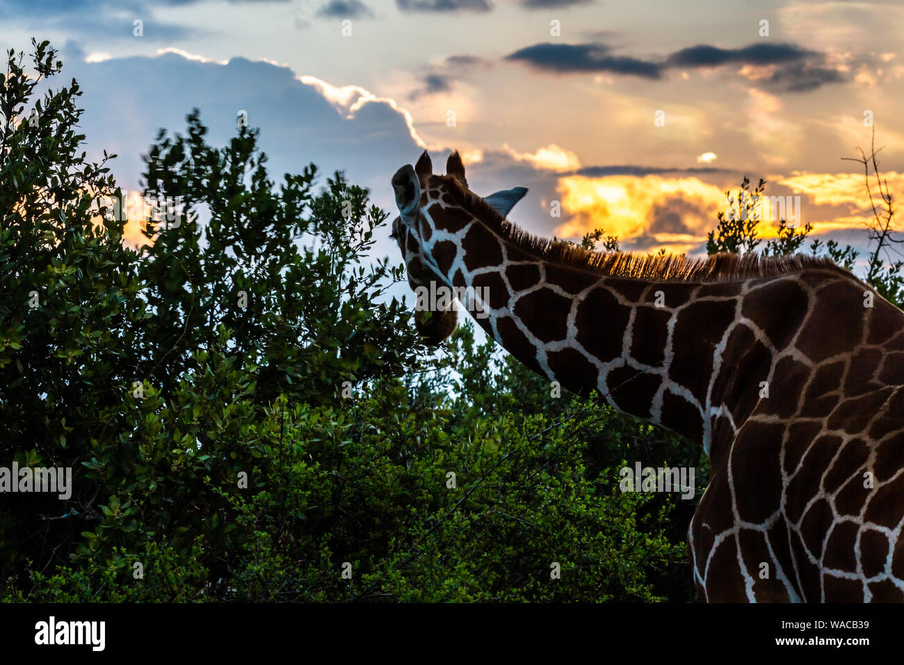 Photographie de la faune safari couleur de la tête et du cou de Giraffe pâturage sur arbre pendant le coucher du soleil, prises au Kenya. Banque D'Images