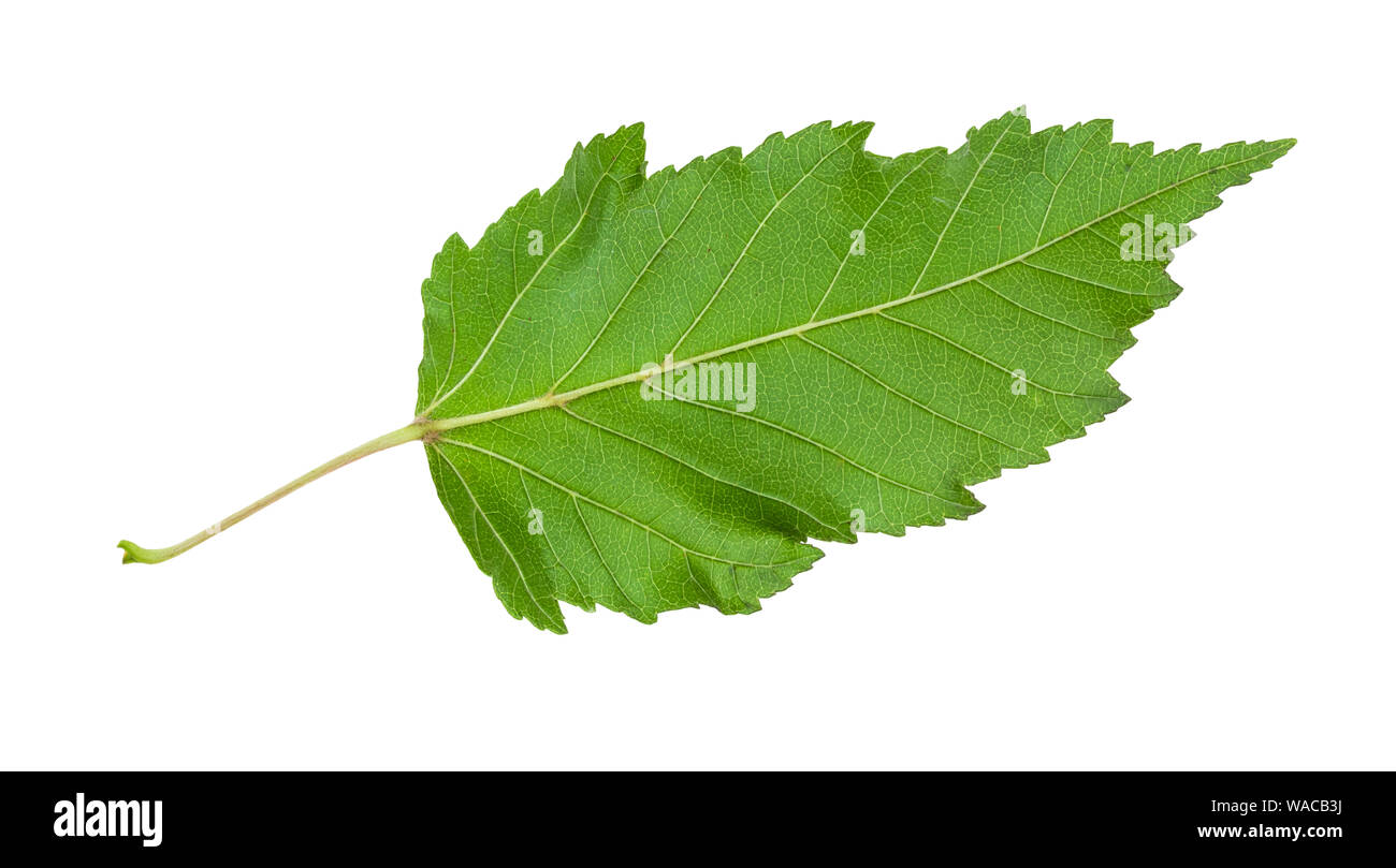 L'arrière de la feuille verte naturelle de l'érable de l'Amur (Acer ginnala) Découpe d'arbre sur fond blanc Banque D'Images