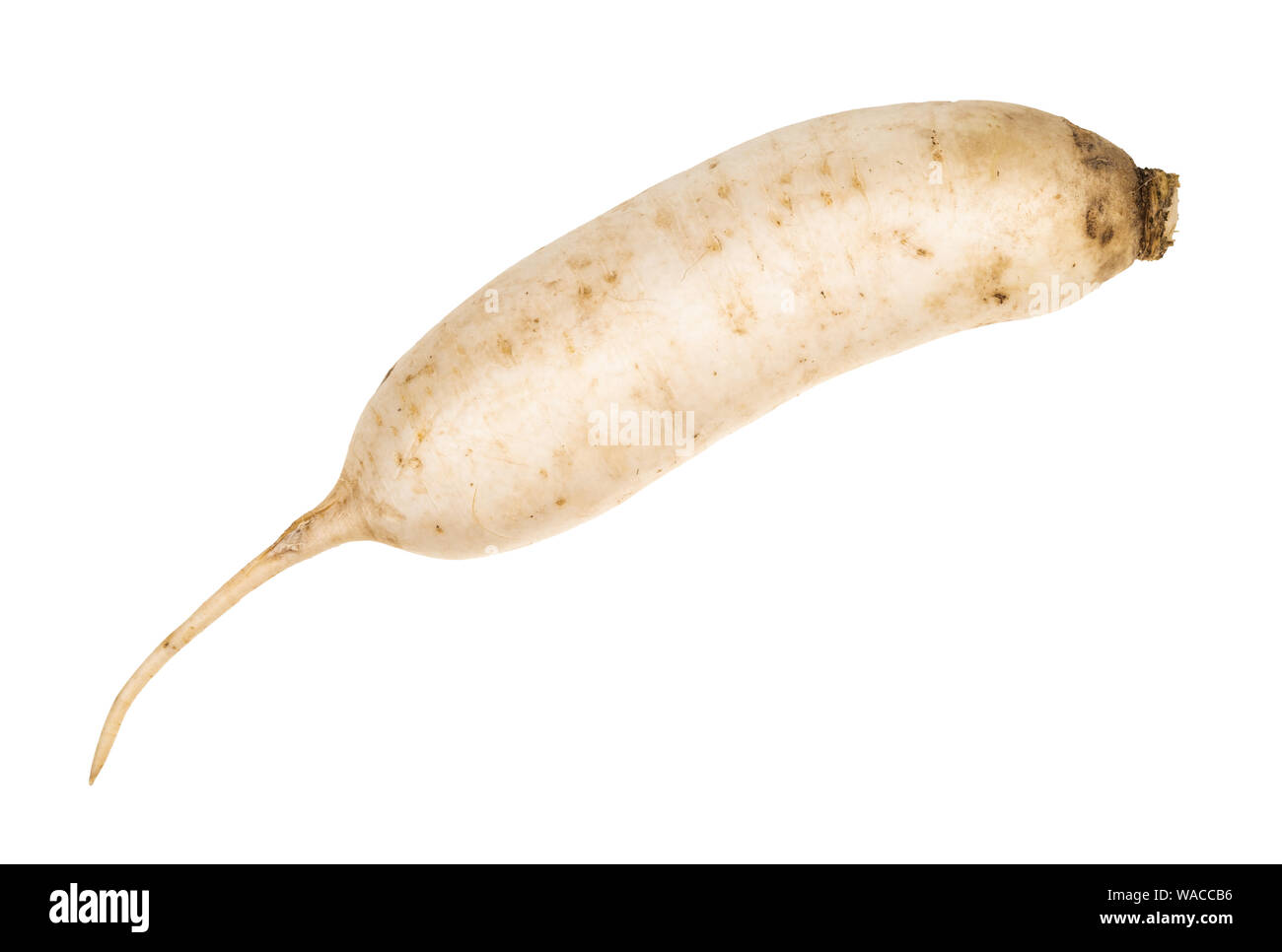 Daikon frais radis blanc longue de dentelle sur fond blanc Banque D'Images