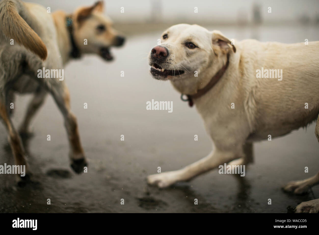 Golden labrador grogner tout en jouant sur une plage de sable fin avec un autre chien. Banque D'Images