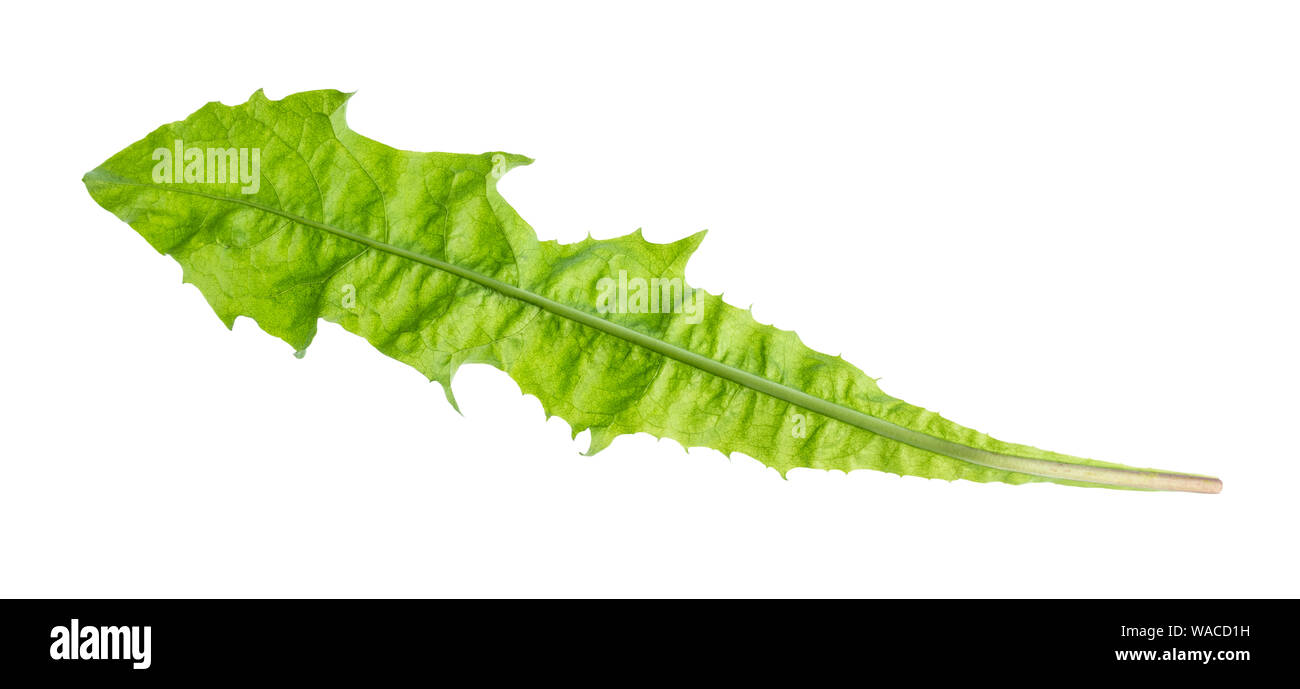 Feuilles de pissenlit naturel dentelle sur fond blanc Banque D'Images