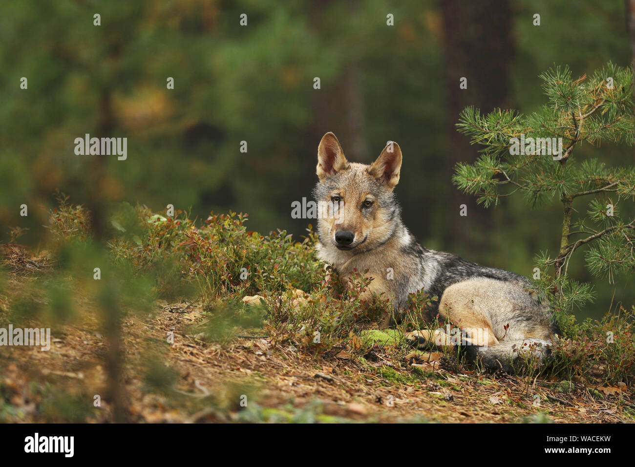 Loup eurasien regarder étroitement en forêt d'automne - Canis lupus lupus Banque D'Images