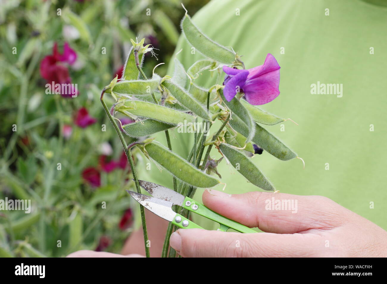 Lathyrus odoratus. Les gousses de pois sucré Deadheading encourage à nouveau la production de fleurs. Banque D'Images